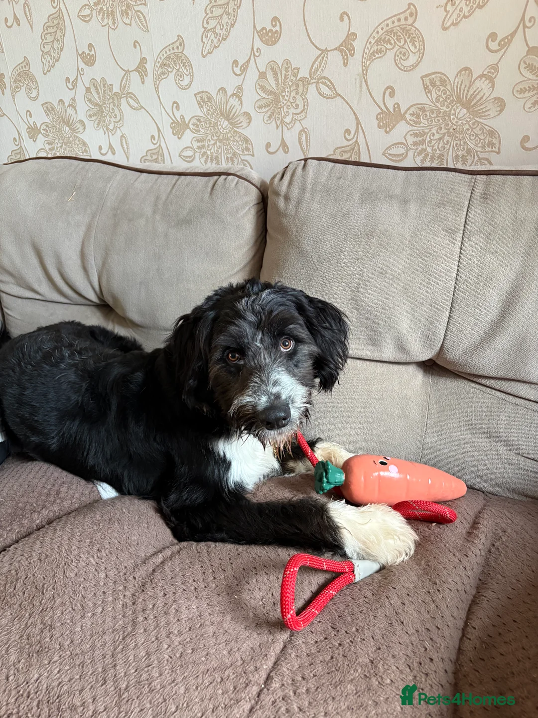 Mixed Breed dogs for sale: Colliepoo - Ted - Advert 2
