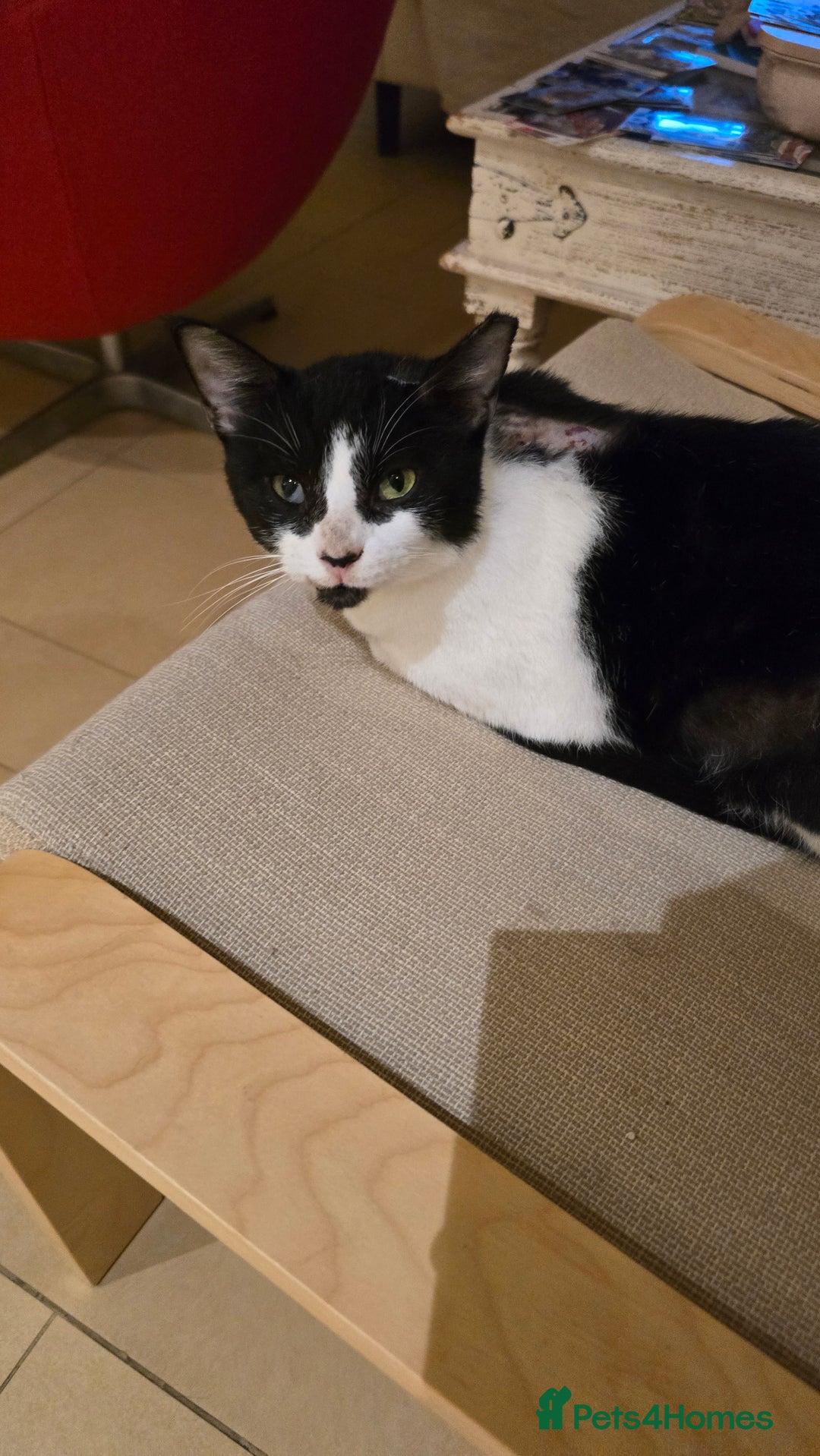 Mixed Breed cats for adoption: [Indoors Only] Thomas - The perfect impurrfect boy - Advert 4