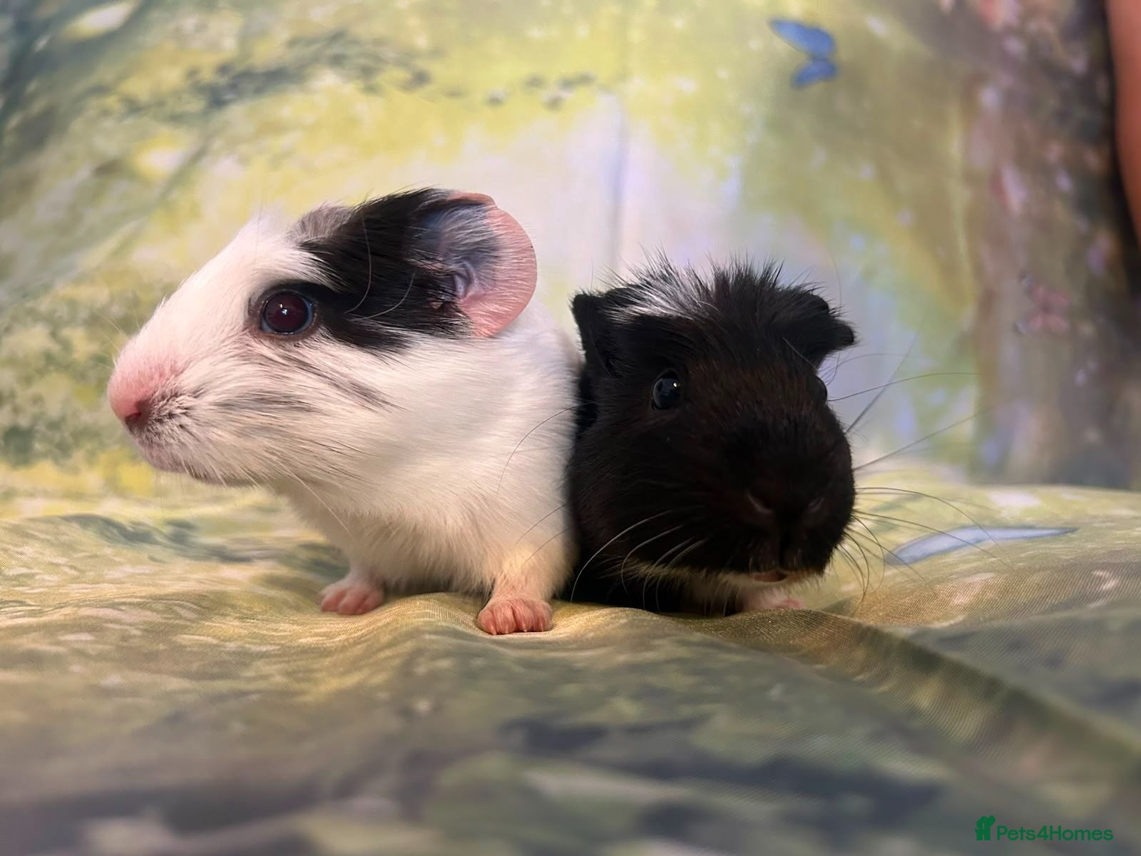 Guinea Pig rodents Gorgeous Bonded Baby Guinea Pig Boys 🐹❤️ - Advert 1