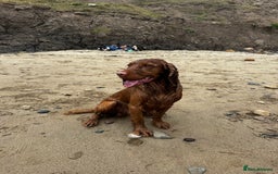 Cocker Spaniel dogs for stud: STUD - Working Cocker Spaniel - Image 5