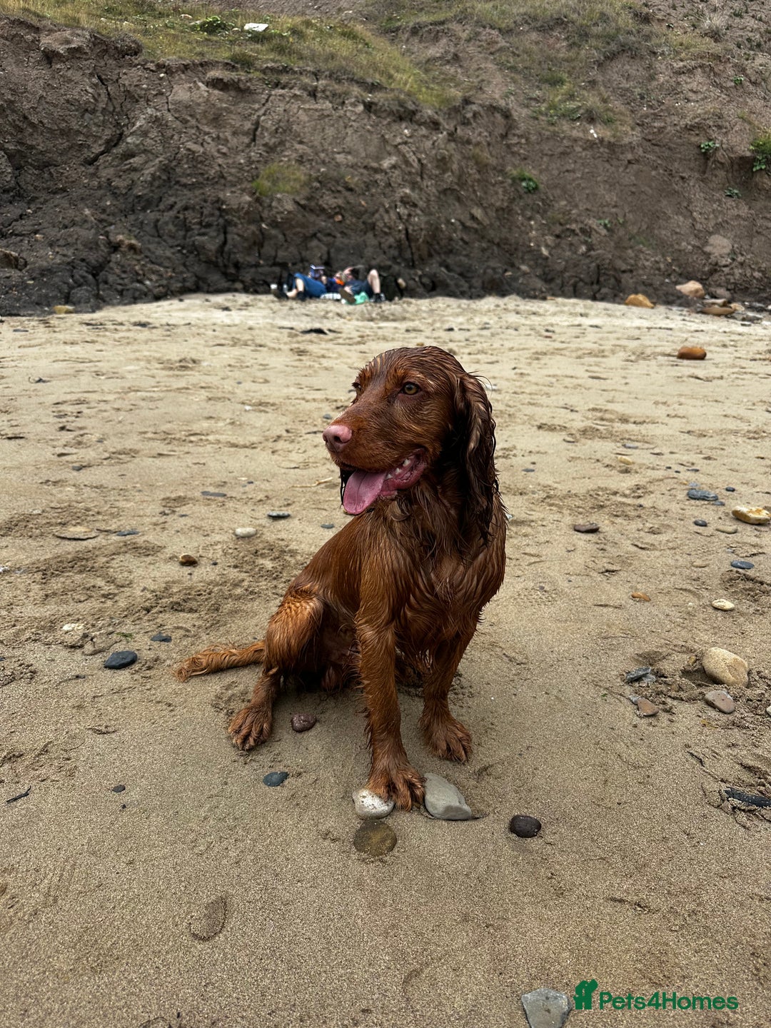 Cocker Spaniel dogs for stud: STUD - Working Cocker Spaniel - Image 5