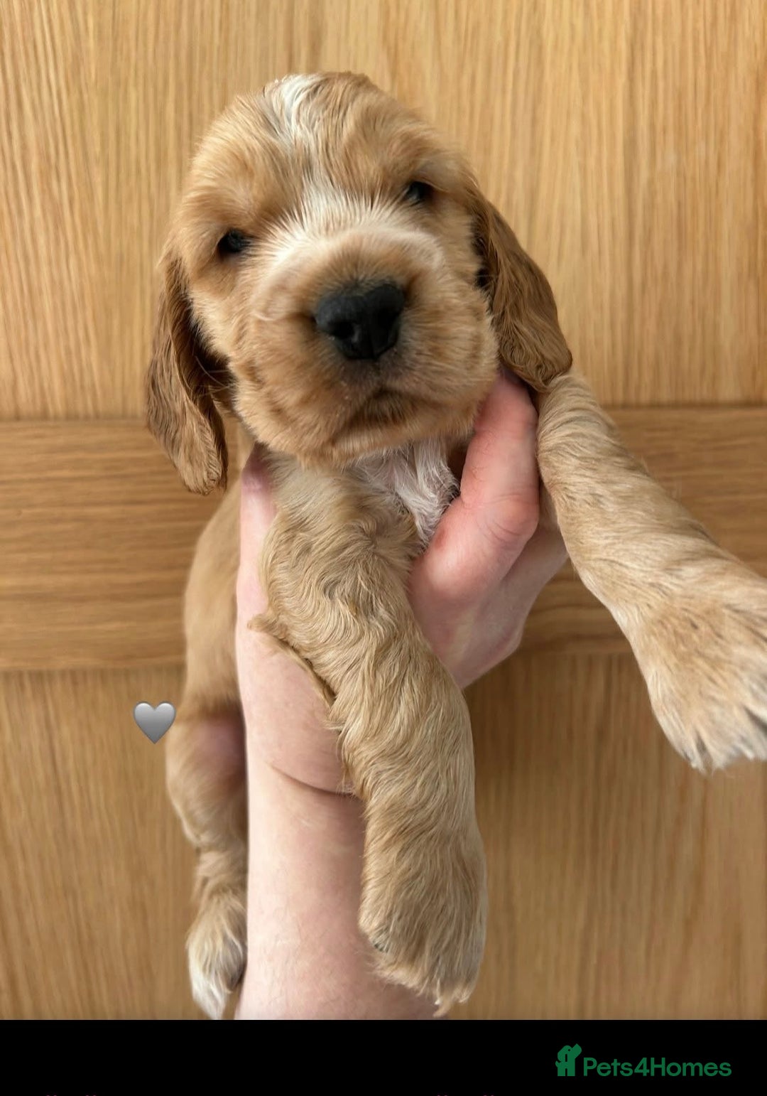 Cocker Spaniel dogs for sale: Golden show type cocker spaniel one boy available  - Advert 8