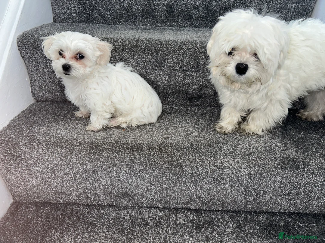 Maltese dogs for stud: Fabulous proven miniature Maltese for stud 🌟 in South Shields - Advert 8