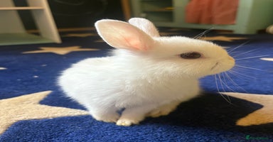 Netherland Dwarf rabbits - Advert 3