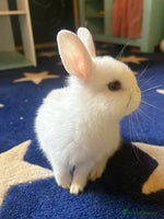 Netherland Dwarf rabbits - Advert 3