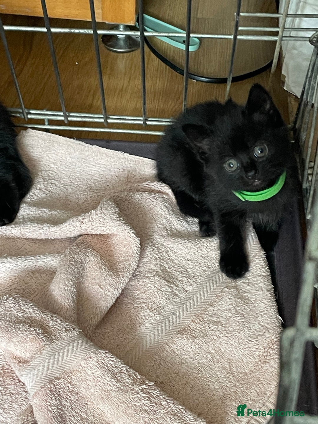 British Shorthair cats for sale: Litter of 5 lovely kittens  - Image 17