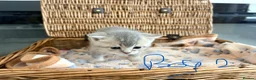 British Shorthair cats for sale: Cuteness Overload Alert! British Shorthair Kittens in Kettering - Advert 2