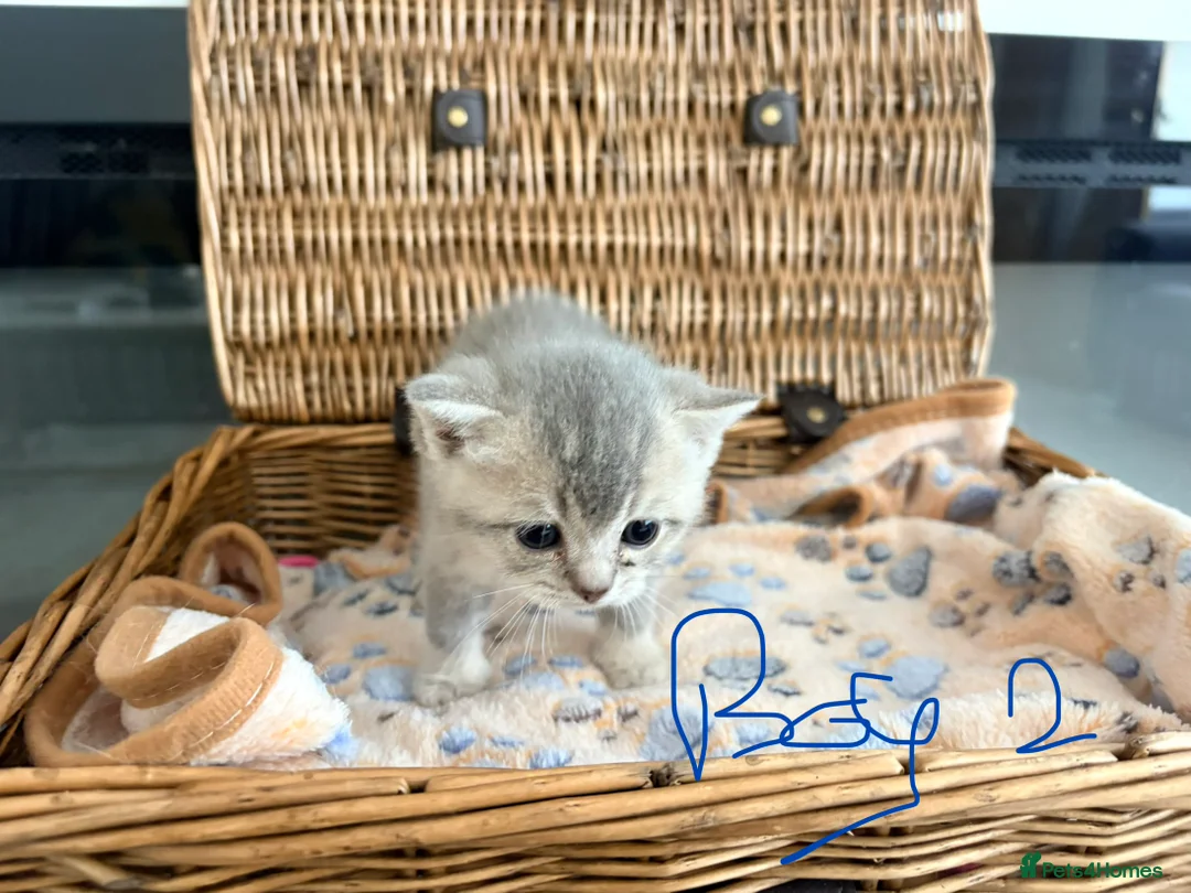 British Shorthair cats for sale: Cuteness Overload Alert! British Shorthair Kittens in Kettering - Advert 2