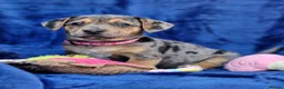 Jack Russell dogs for sale: Beautiful Litter of Jack Russell Puppies  - Advert 18