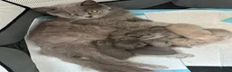 Persian cats for sale: Persian Kittens in Alton - Advert 3