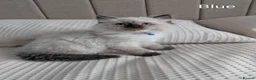 Ragdoll cats for sale: Stunning GCCF REG PEDIGREE RAGDOLLS - Advert 28