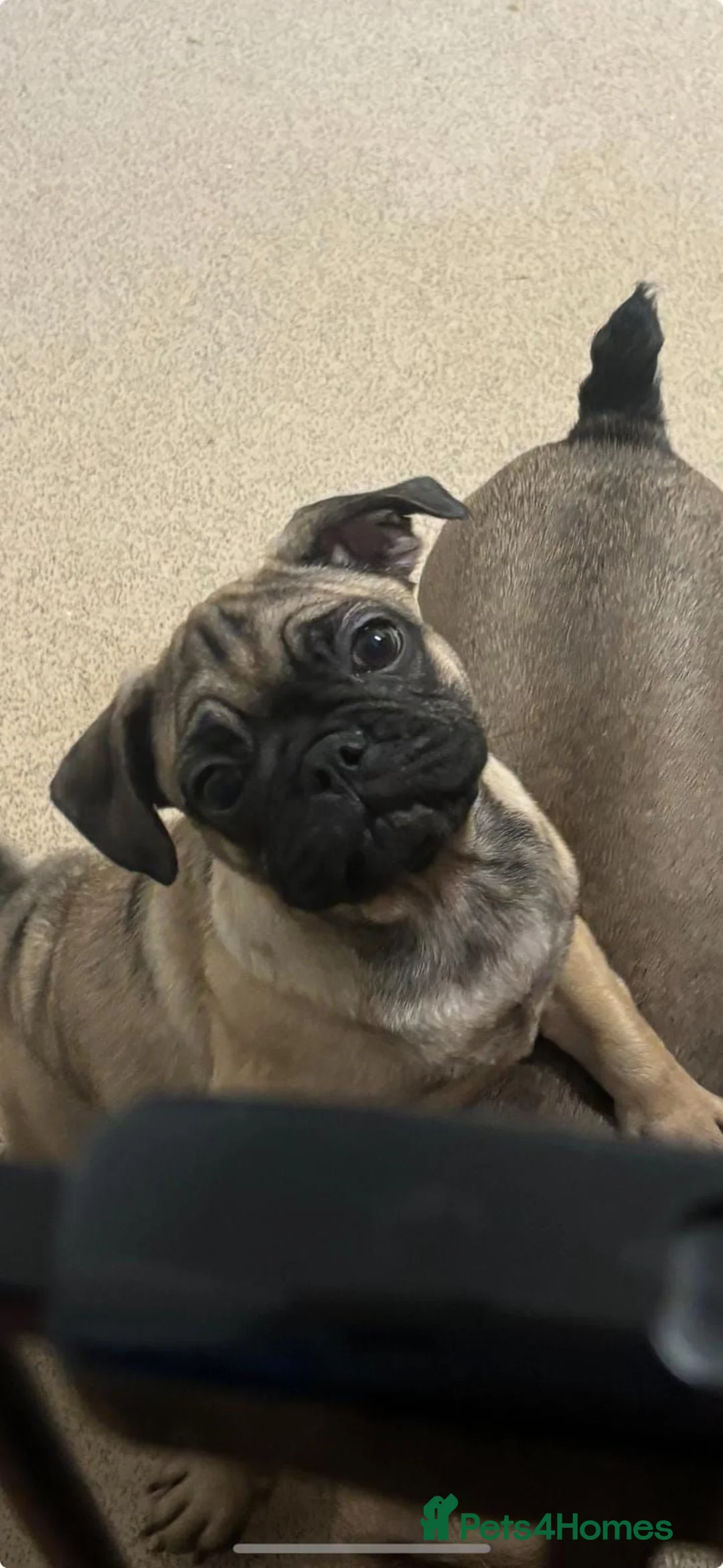 Frug dogs for sale: Dave  in Billericay - Advert 5
