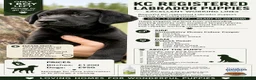 Labrador Retriever dogs for sale: KC Reg Labrador Puppy  dog Excellent Working Lines - Advert 2