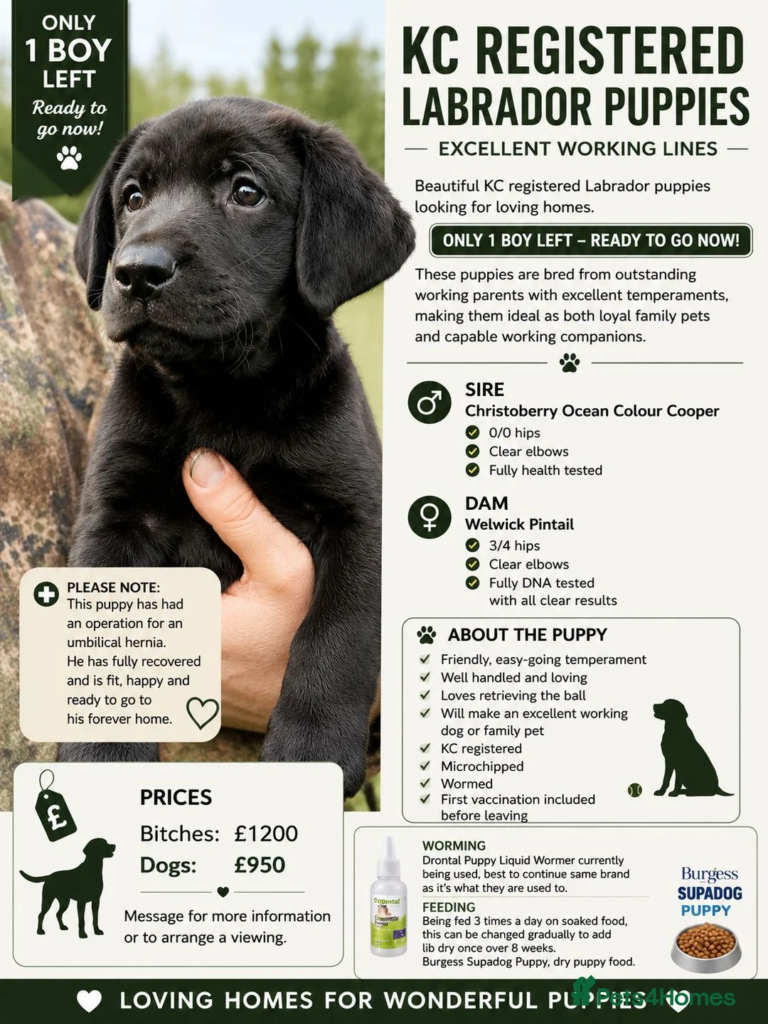Labrador Retriever dogs for sale: KC Reg Labrador Puppy  dog Excellent Working Lines - Advert 2