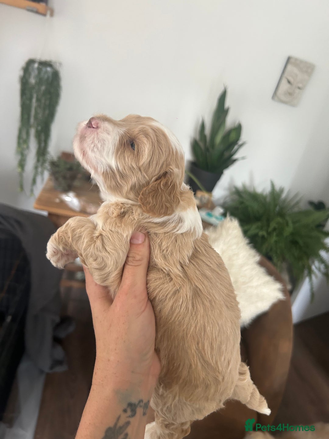 Maltipoo dogs for sale: Maltipoo puppies  - Image 3
