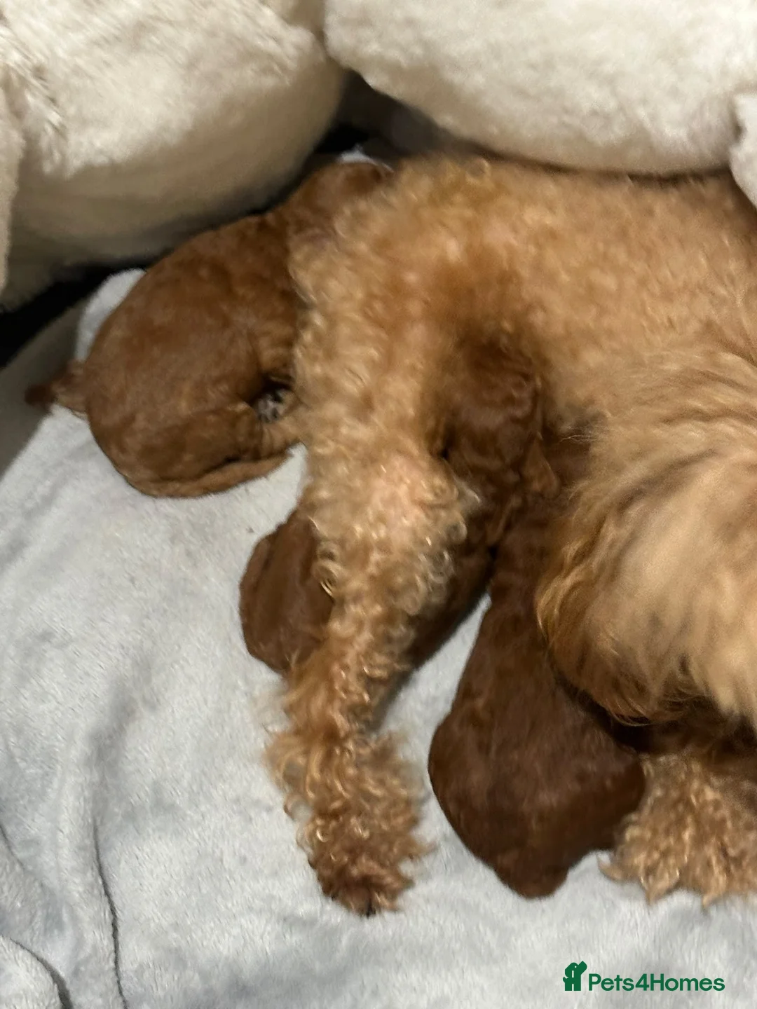 Toy Poodle dogs for sale: Asian Toy Poodle 🐩  - Advert 14