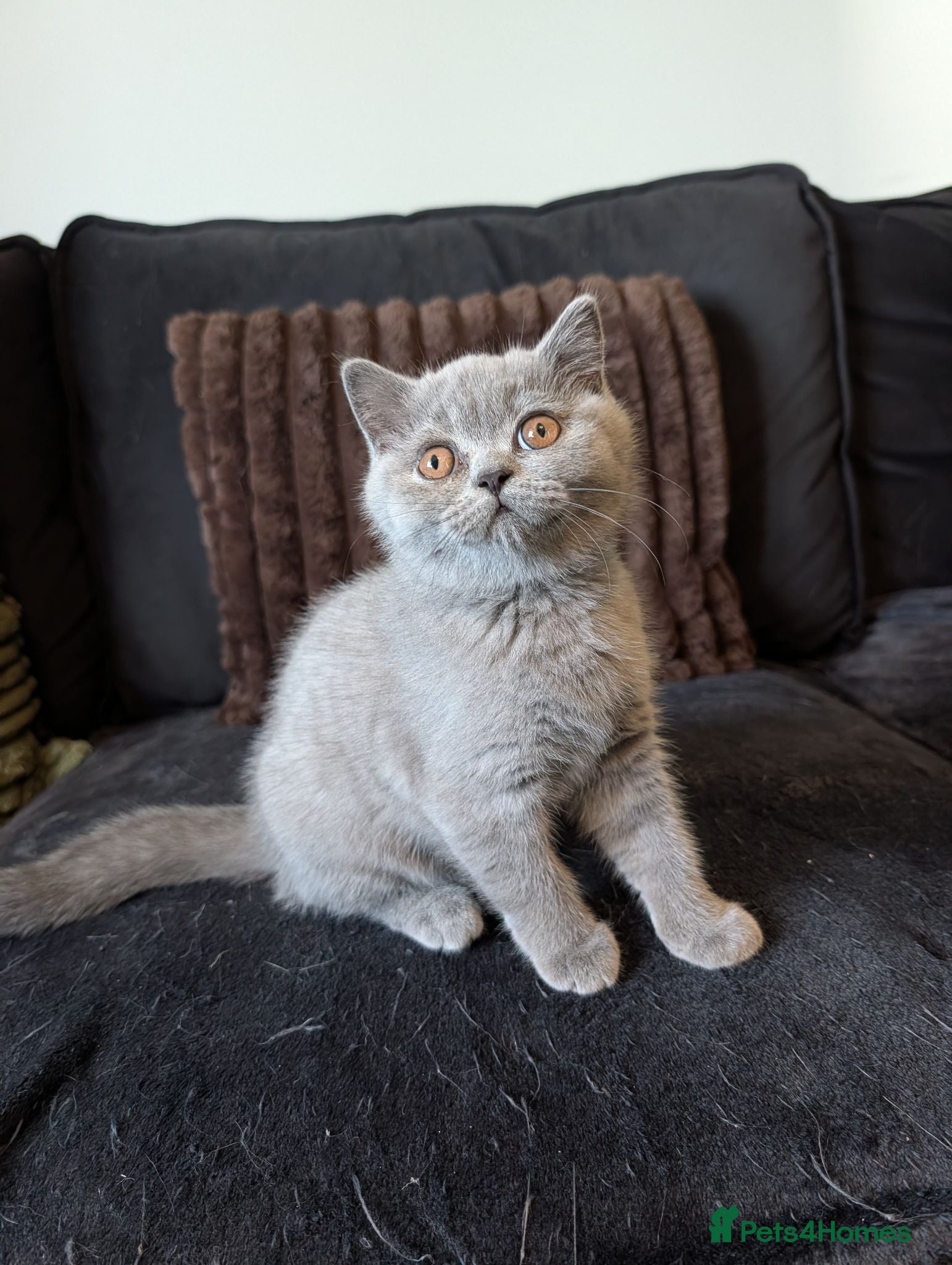 British Shorthair cats 1 GIRL LEFT!🐱 British Shorthaired Kittens🐾 - Advert 1