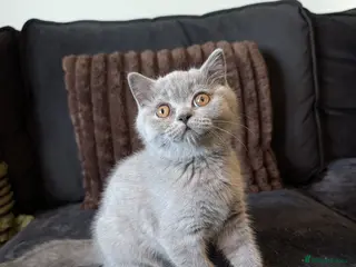 British Shorthair cats 1 GIRL LEFT!🐱 British Shorthaired Kittens🐾 - Advert 1