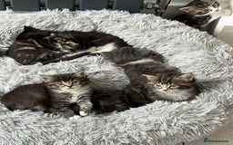 Mixed Breed cats for sale: Ragdoll cross  - Image 1