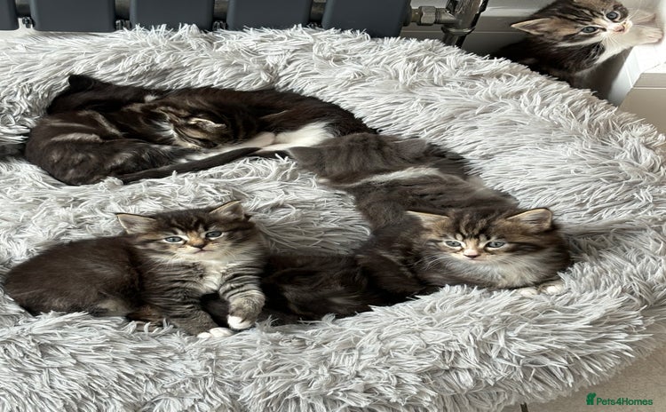Mixed Breed cats - Advert 8