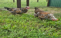 Chickens poultry for sale: POL Swedish Flower, Araucana & Game - Image 2