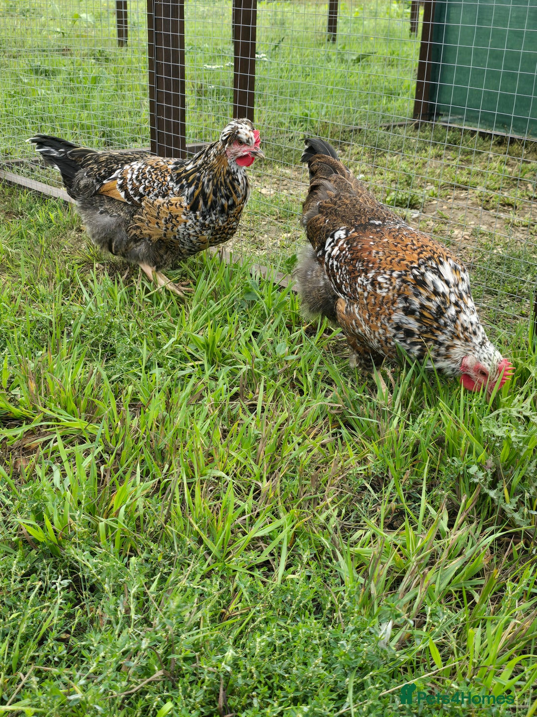 Chickens poultry for sale: POL Swedish Flower, Araucana & Game - Image 2