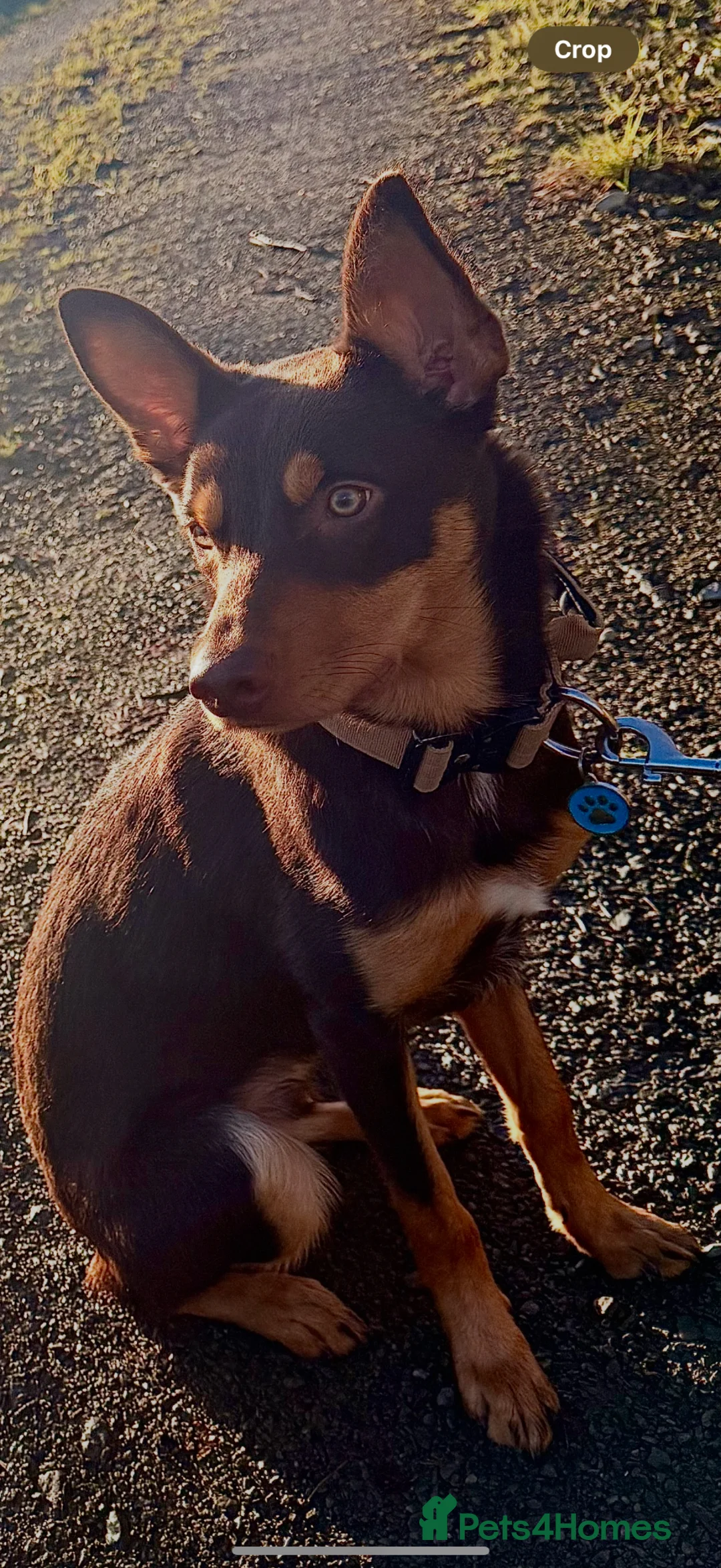 Mixed Breed dogs for sale: Australian Kelpie X Huntaway - Advert 2