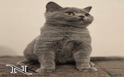 British Shorthair cats for sale: GORGEOUS GCCF REG TEDDYS 🐻🧸 READY TO LEAVE ❗️❗️ - Image 10