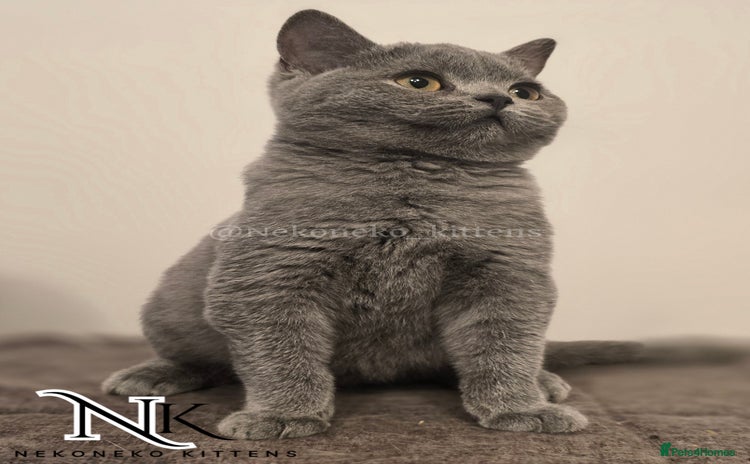 British Shorthair cats - Advert 14