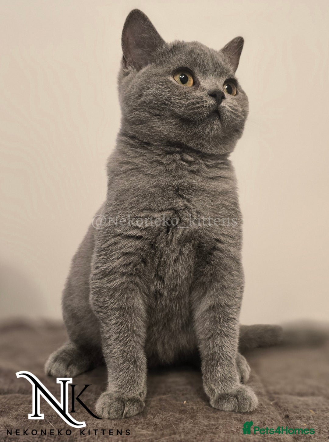 British Shorthair cats for sale: GORGEOUS GCCF REG TEDDYS 🐻🧸 READY TO LEAVE ❗️❗️ - Image 10
