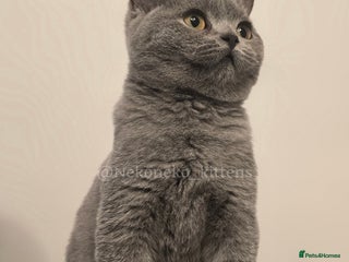 British Shorthair cats - Advert 11