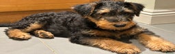 Airedale Terrier dogs for sale: Beautiful Airedale puppy for sale - Advert 6
