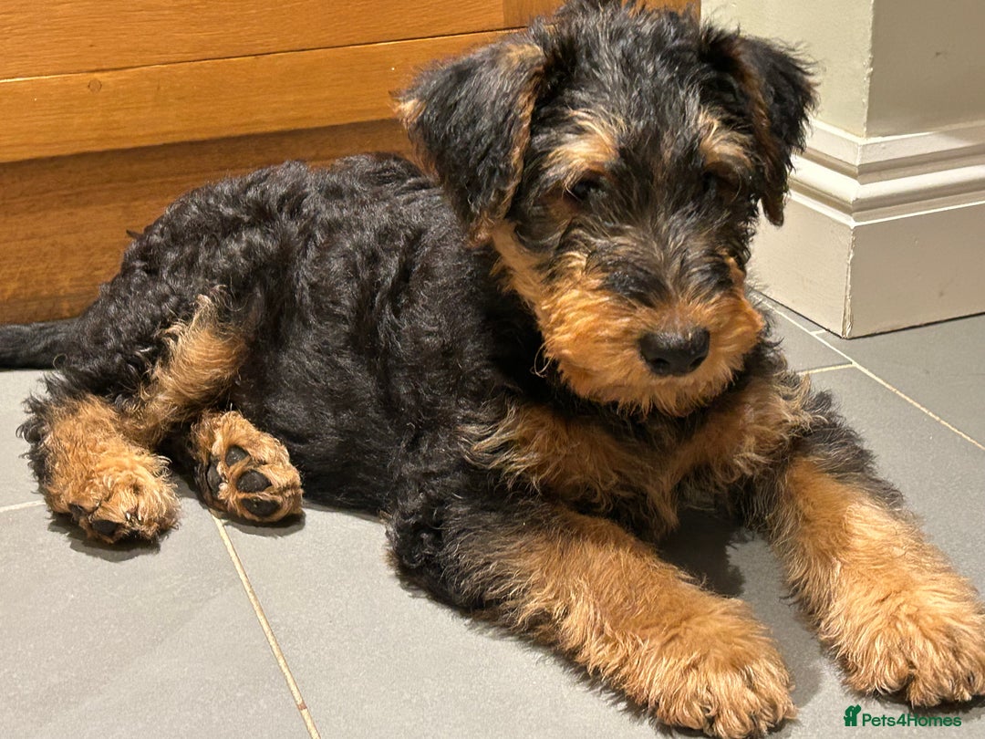 Airedale Terrier dogs for sale: Beautiful Airedale puppy for sale - Advert 6