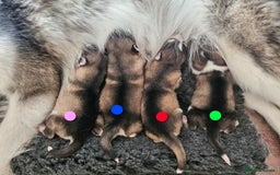 Alaskan Malamute dogs for sale: Alaskan Malamute puppies  - Advert 19