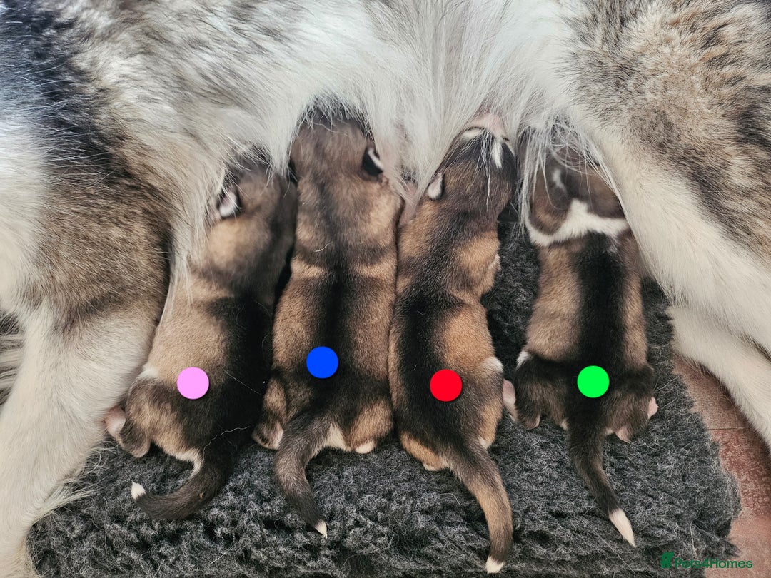 Alaskan Malamute dogs for sale: Alaskan Malamute puppies  - Advert 19