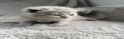 British Shorthair cats for sale: Little teddy bears - Advert 5