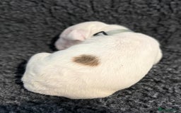 English Bull Terrier dogs for sale: Outstanding English Bull Terrier Puppies - Image 5
