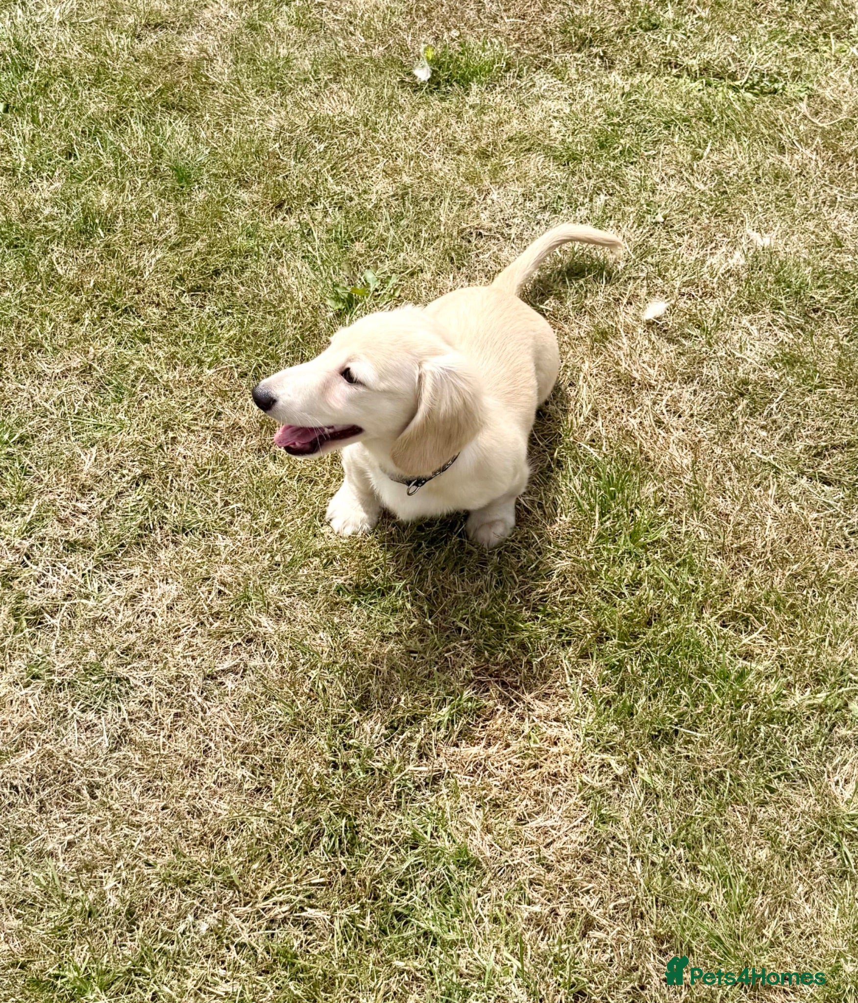 Miniature Dachshund dogs Re available Cream due to let down kc cream - Advert 2