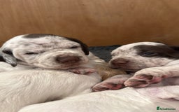 Pointer dogs for sale: French Pointer - Braque du Bourbonnais 🇫🇷  - Image 2