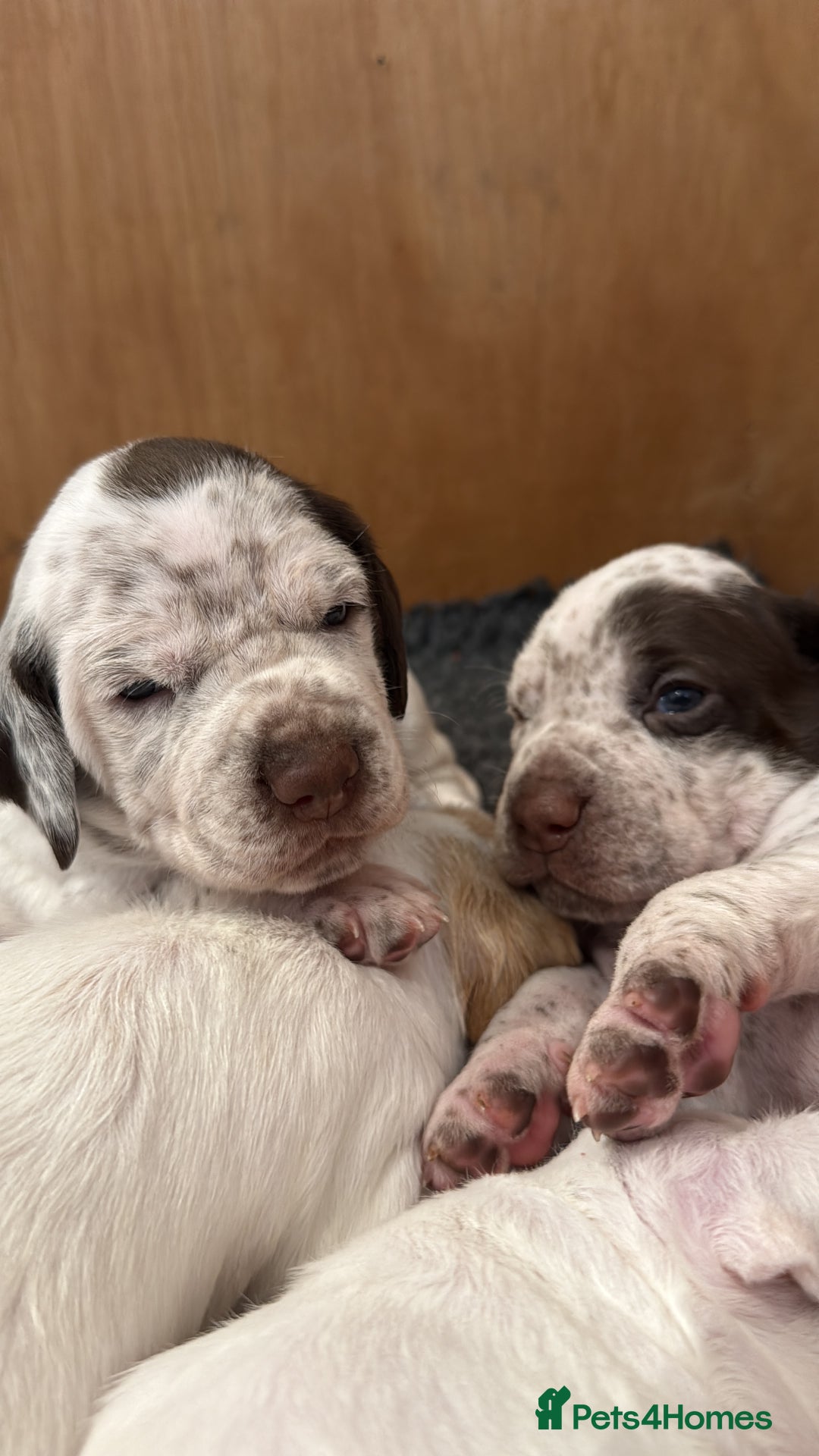 Pointer dogs for sale: French Pointer - Braque du Bourbonnais 🇫🇷  - Image 2