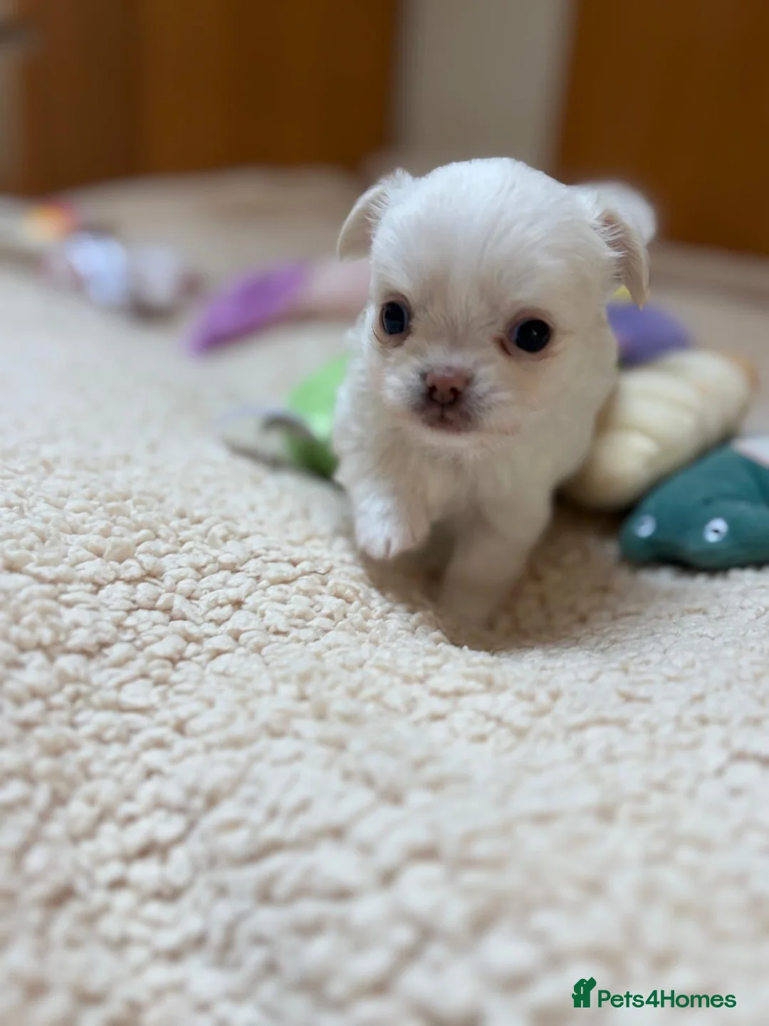 Chihuahua dogs for sale: Beautiful Chihuahua Boys 🐾 - Advert 2