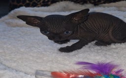 Sphynx cats for sale: Beautiful Canadian Sphynx kittens purebreed  - Image 6