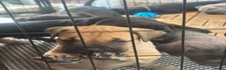 Mixed Breed dogs for sale: XLCane CorsoxBoerboel Pups Ready for Loving Homes - Advert 5