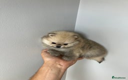 Pomeranian dogs for sale: Last Pomeranian Male - Image 9