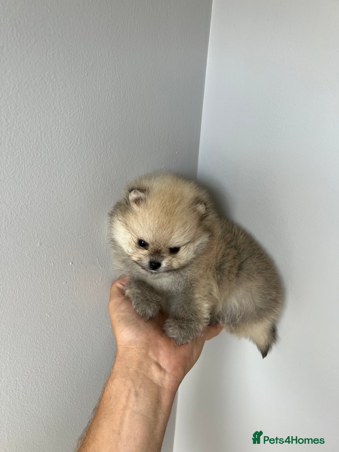 Pomeranian dogs for sale: Last Pomeranian Male - Image 9