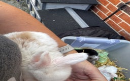 Mini Lop rabbits for sale: Mini lop baby rabbits for sale - Image 10