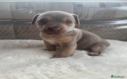 Jack Russell dogs for sale: Rare Jack Russell Puppies for sale - Image 3