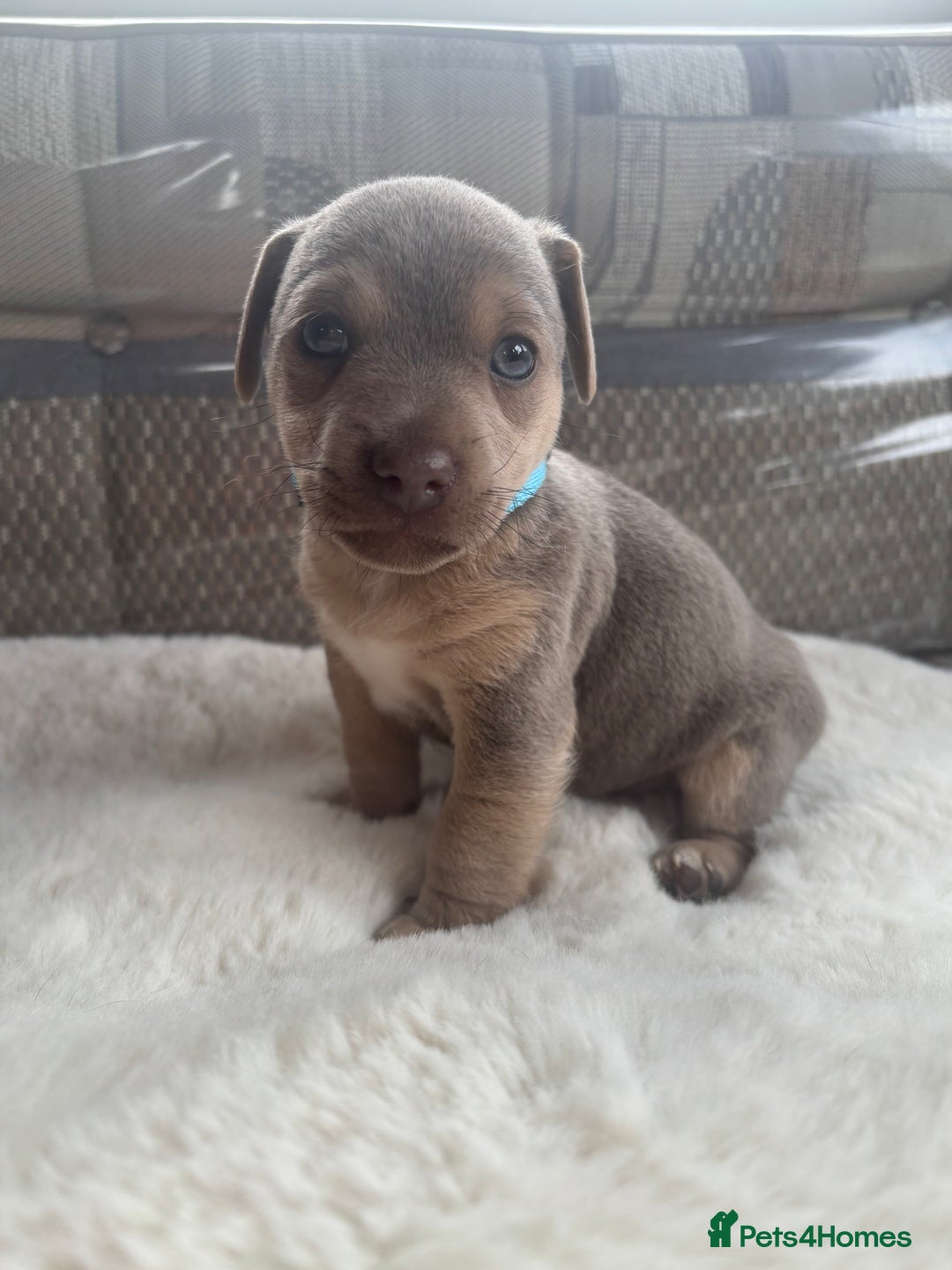 Jack Russell dogs for sale: Rare Jack Russell Puppies for sale - Image 3