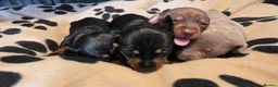 Miniature Dachshund dogs for sale: 3x Minature Girl Dachshunds in Worcester - Advert 4