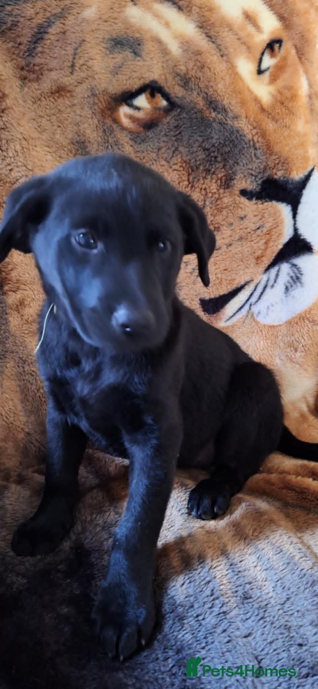 Labrador Retriever dogs for sale: labrador puppys in Lowestoft - Image 6